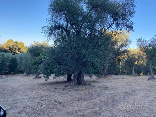 Terreno Agricolo con Ulivi