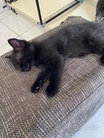 Gattini