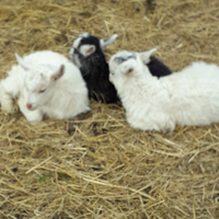 Cuccioli capre cashmere