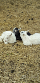 Cuccioli capre cashmere