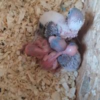 Pulli di Cocorita allevati a mano