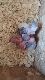 Pulli di Cocorita allevati a mano