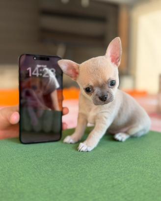 Chihuahua toy femmina pelo corto