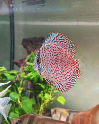 Discus panthera