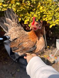 Galline nane serama