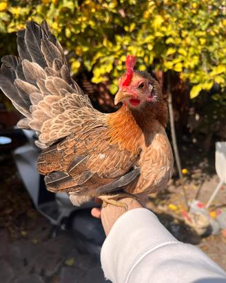 Galline nane serama