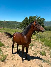 Murgese X Andaluso