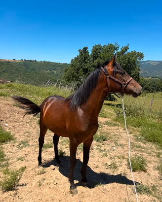 Murgese X Andaluso