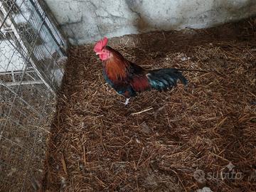 Gallo titino