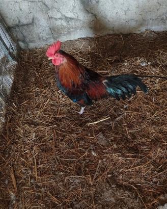 Gallo titino