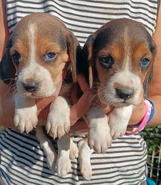 Beagle cuccioli