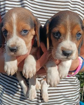 Beagle cuccioli
