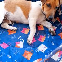 Cucciolo Jack Russel