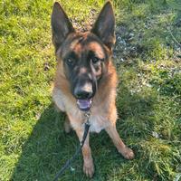 Cucciolo pastore tedesco di nome rex