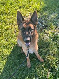 Cucciolo pastore tedesco di nome rex