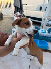 Jack Russell