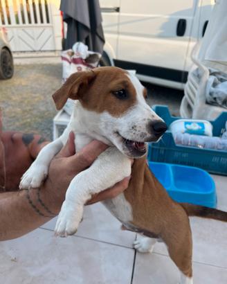 Jack Russell