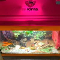 acquario as Roma esclusiva 