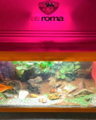acquario as Roma esclusiva 