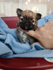 Cuccii Chihuahua