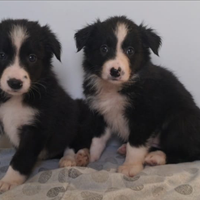 Cuccioli Border Collie