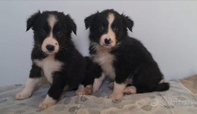 Cuccioli Border Collie