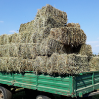 Fieno di prato e medica