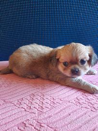 Chihuahua pelo lungo