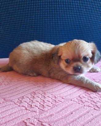 Chihuahua pelo lungo