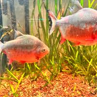 6 RED BELLY PACU( Piranha onnivoro)