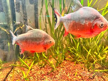 6 RED BELLY PACU( Piranha onnivoro)