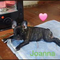 Femmina bouldogue francese con pedigree enci