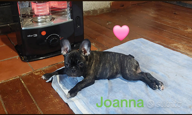 Femmina bouldogue francese con pedigree enci