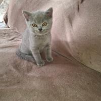 British Shorthair Blue
