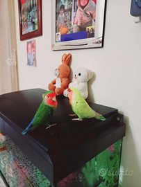 Inseparabili allevati a mano