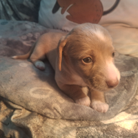 Cuccioli bassotti pelo corto