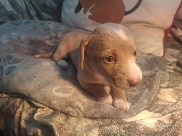 Cuccioli bassotti pelo corto
