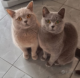 Coppia British Shorthair ANFI