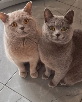 Coppia British Shorthair ANFI