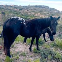 Cavalla puledra appaloosa