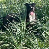 Incrocio tra pitbull e rottweiler