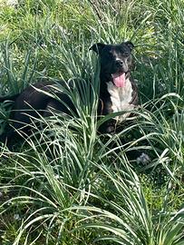 Incrocio tra pitbull e rottweiler
