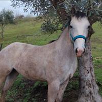 Puledra Quarter Horse