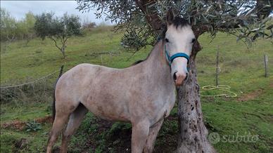 Puledra Quarter Horse