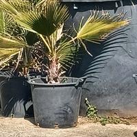 Pianta di Washington alta 1.20m in vaso