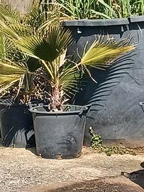 Pianta di Washington alta 1.20m in vaso