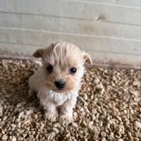 Maltipoo mini toy