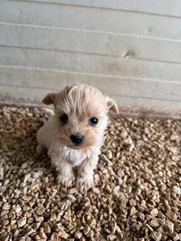 Maltipoo mini toy
