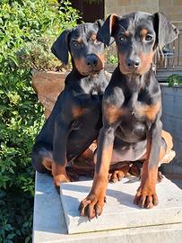 Dobermann