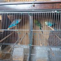 2 Coppie di pappagallini